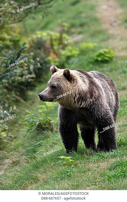 Eating grass. Grizzly bear in Glendale Cove. Knight Inlet. British Columbia. Canada