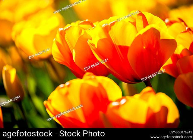 Colorful tulips in spring, outdoor in garden