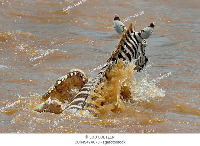 Burchell's Zebra (Equus quagga) in the jaws of a Nile Crocodile (Crocodylus niloticus) in river, Mara Triangle, Maasai Mara National Reserve, Narok, Kenya
