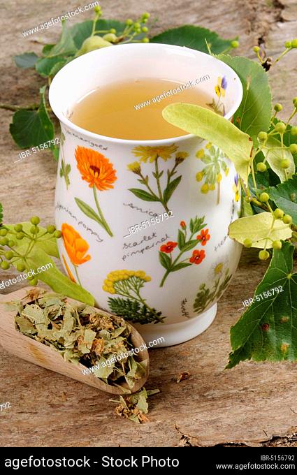 Cup of lime blossom tea, summer lime, large-leaved lime (Tilia platyphyllos), lime blossom tea