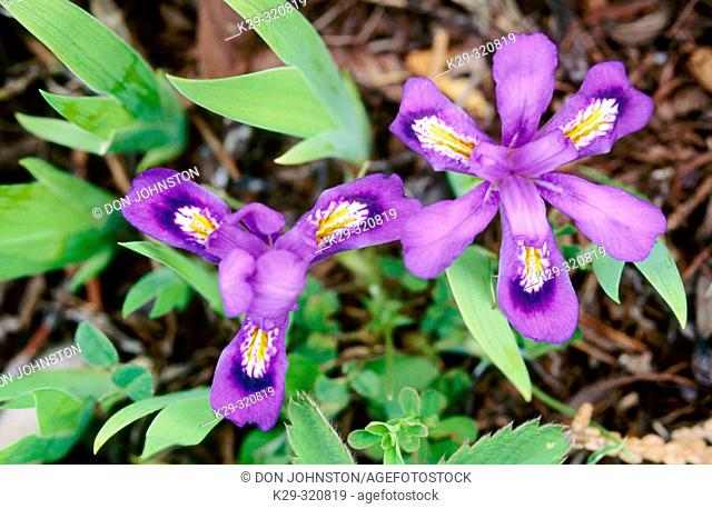 Dwarf Lake Iris (Iris lacustris): flowers in Lake Huron sandy woodland habitat. Bruce Peninsula National Park. Ontario, Canada