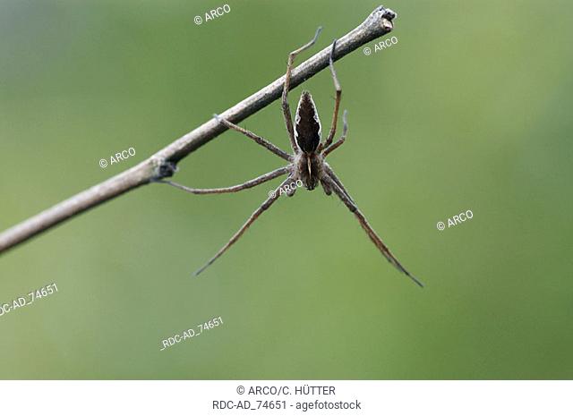 Fantastic Fishing Spider North Rhine-Westphalia Germany Pisaura mirabilis
