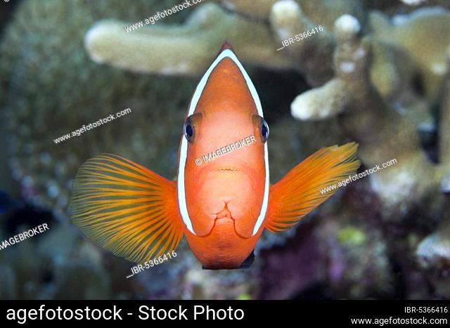 Spiny anemonefish, Premnas aculeatus, Florida Islands, Solomon Islands, Oceania