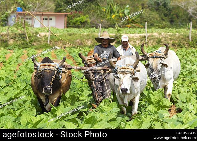 Common tobacco (Nicotiana tabacum). Traditional farming with oxen in a tobacco field. Pinar del Río province, Cuba