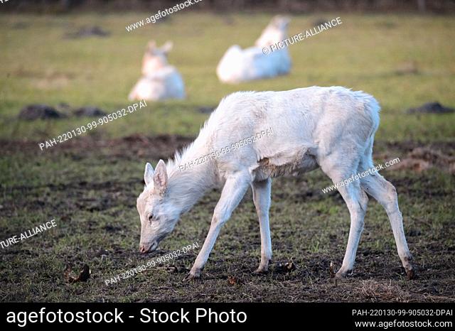 28 January 2022, Schleswig-Holstein, Bimöhlen: A white red deer calf (Cervus elaphus ssp.) stands in its enclosure at Eekholt Wildlife Park