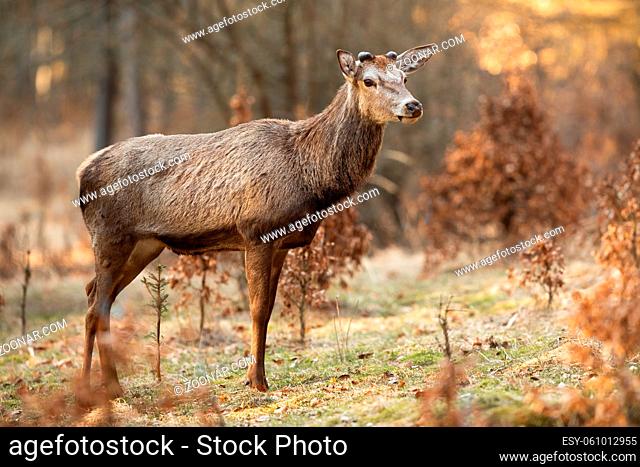 Red deer, cervus elaphus, stag with tiny new antlers growing standing on a glade in springtime forest. Horizontal composition of animal wildlife in natural...