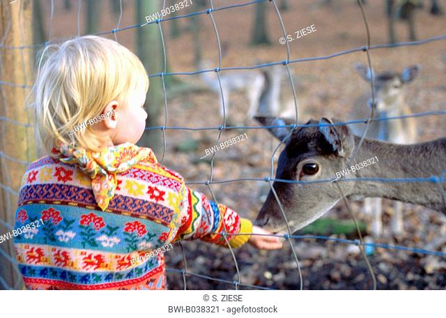 girl feeding fallow deer, holding hand through fence