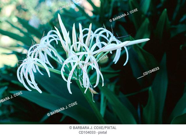 Grand Crinum Lily or Southern Swamp Lily (Crinum asiaticum)