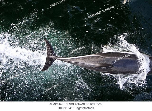 Adult Peale's Dolphin Lagenorhynchus australis bow-riding in the Falkland Islands, South Atlantic Ocean  It is also commonly known as the Black-chinned Dolphin...