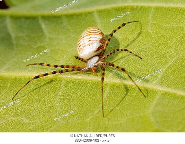 Close-up of a Banded Garden spider Argiope trifasciata on a leaf