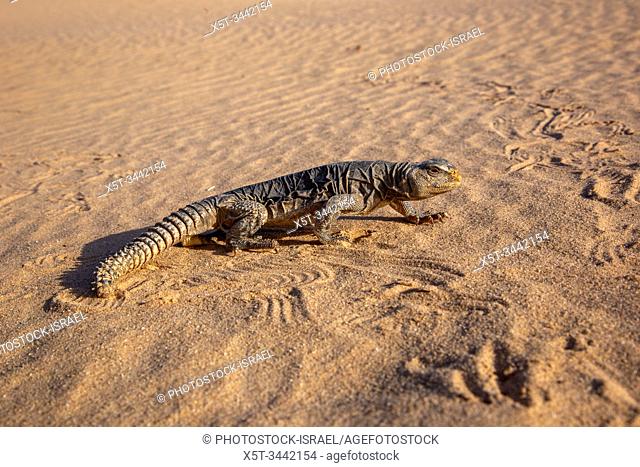Egyptian Mastigure (Uromastyx aegyptia), AKA Leptien's Mastigure, or Egyptian dab lizard. Egyptian Mastigures can be found in Egypt