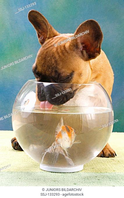 french bulldog puppy looking into fishbowl