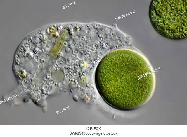 blue-green alga (Chroococcus spec.), blue-green alga and amoeba