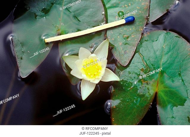 comparison : pygmy water-lily and match
