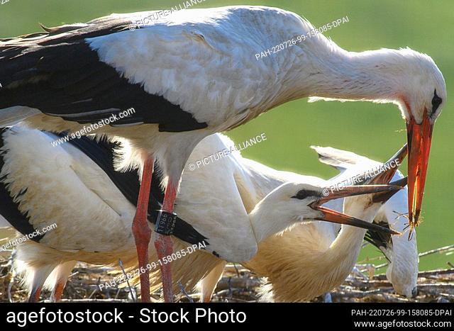 26 July 2022, Saxony-Anhalt, Schönebeck: A white stork feeds the grown offspring in its nest. Now in midsummer, the young storks are slowly fledging
