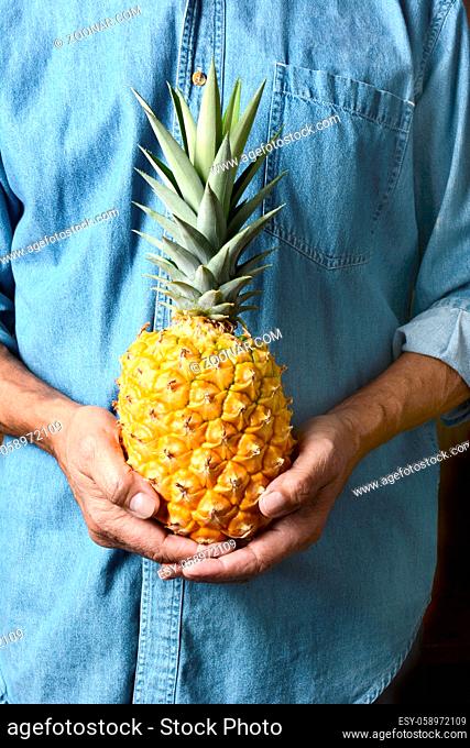 Closeup of a man holding a homegrown pineapple in front of his torso. The person is wearing a blue work shirt and is unrecognizable. Vertical format