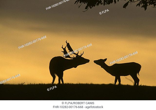 Fallow Deer Dama dama Doe and buck - nose to nose - sunset - Knole Park, Kent