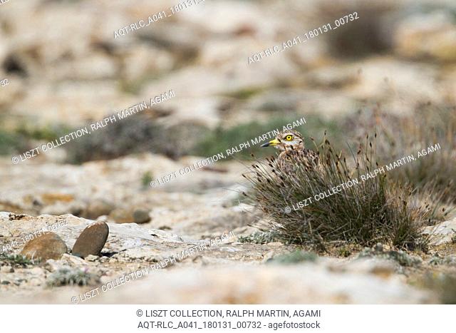 Eurasian Stone-Curlew, Burhinus oedicnemus ssp. saharae, Cyprus, adult, Burhinus oedicnemus, Eurasian Stone-curlew