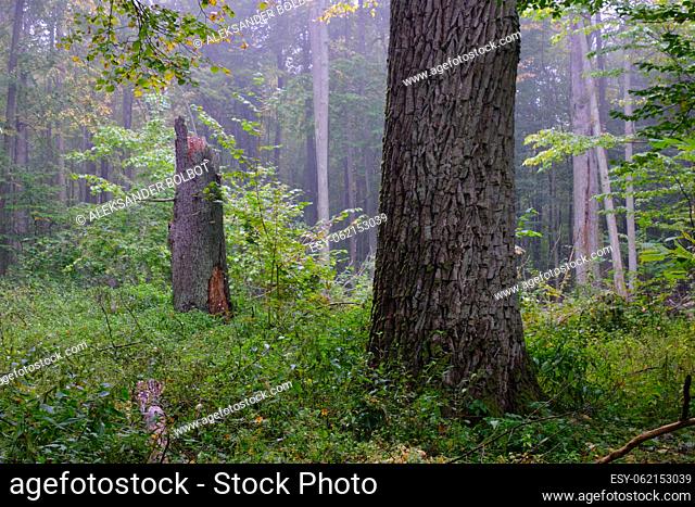 Misty morning in autumnal natural deciduous forest eith monumental oak in foreground, Bialowieza Forest, Poland, Europe