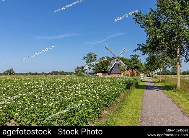 Potato field, windmill, Tjadens Mühle, Südcoldinne, Großheide municipality, in the East Frisian district of Aurich, Lower Saxony
