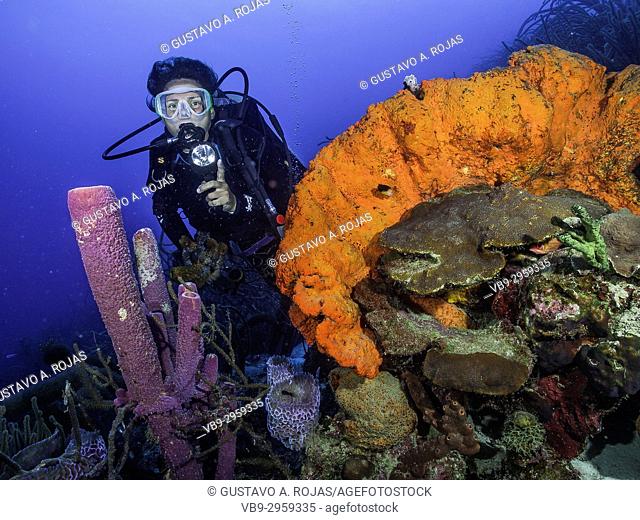 Caribbean Sea Los Roques, , Scuba-Diver Tour, Underwater, Venezuela, Tube Sponge Agelas clathrodes - Aplysina fistularis Metazoa -Los Roques