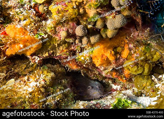 Mexico, Cozumel, Splendid Toadfish (Sanopus splendidus)