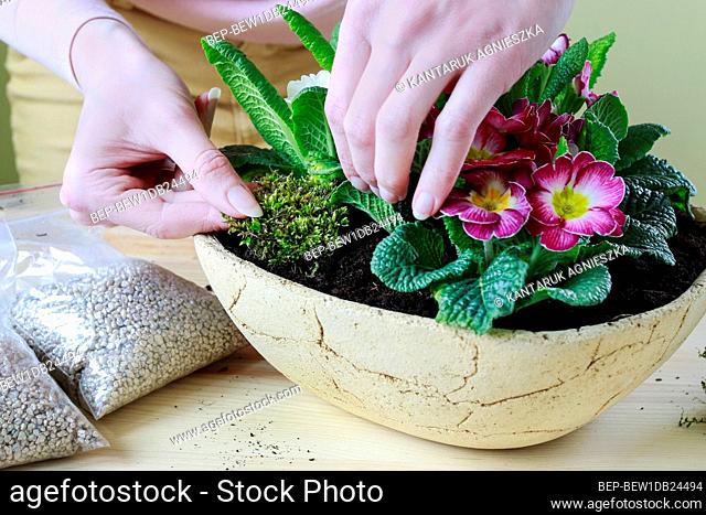 Florist at work: woman shows how to make simple decoration with primula flowers. Step by step, tutorial