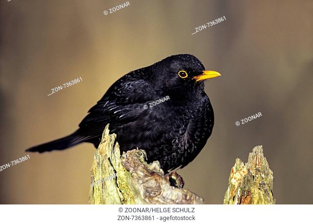 Common Blackbird adult male sits on a tree trunk