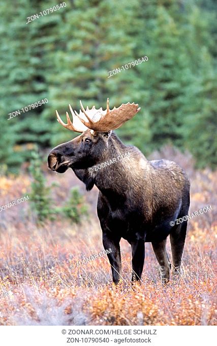 Elch, gute Beobachtungsmoeglichkeiten finden Naturliebhaber in Norwegen, Schweden und Finnland - (Alaskaelch - Foto Elchbulle im Denali Nationalpark) / Moose...