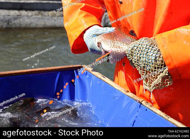 RUSSIA, SOCHI - SEPTEMBER 14, 2023: An employee harvests roe from a trout of the Adlersky Avgustin breed at the Adler Trout Breeding Plant in the village of...