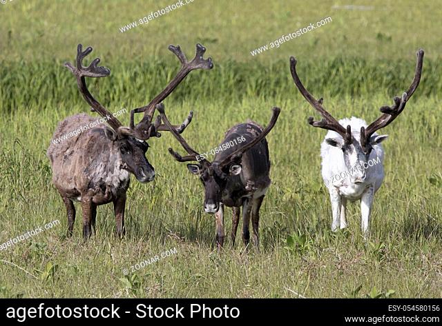 Three large reindeer males standing on a marshy tundra on a summer day