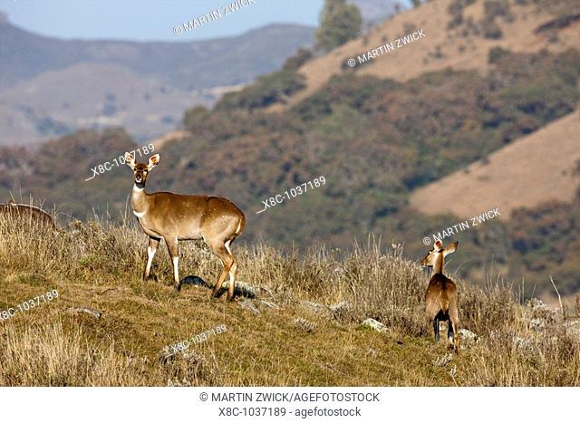 Mountain Nyala Tragelaphus buxtoni in Bale Mountains national Park  The Mountain Nyala is an endangered antelope, which is endemic to Ethiopia  this antelope is...
