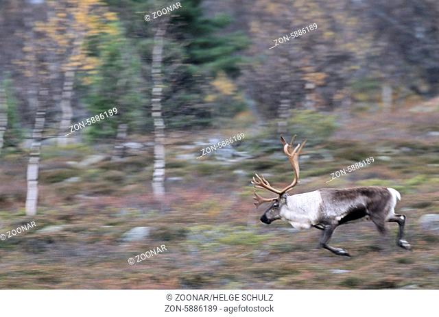 Rentierbulle in der Brunftzeit - (Eurasisches Tundraren - Ren) / Bull Reindeer in the rutting season - (Mountain Reindeer) / Rangifer tarandus - Rangifer...