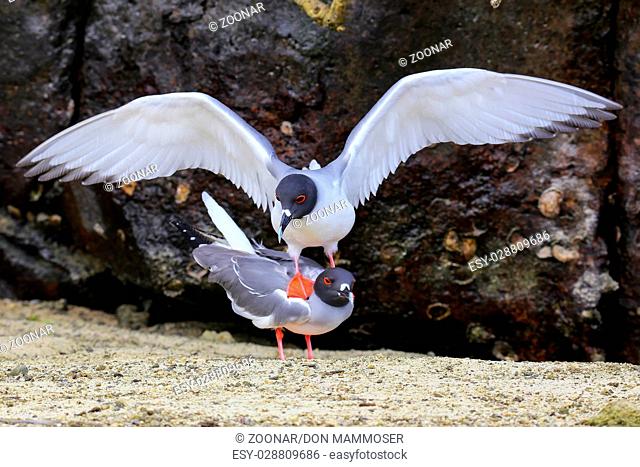 Swallow-tailed Gulls mating on Genovesa island, Galapagos National Park, Ecuador