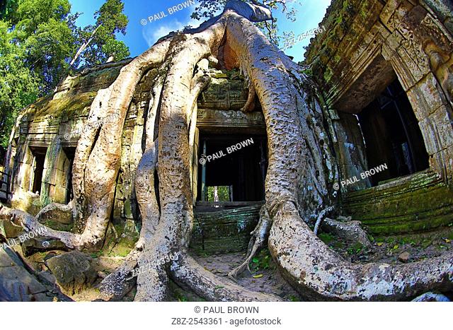 Giant tree roots at Ta Phrom, Khmer Temple in Angkor, Siem Reap, Cambodia