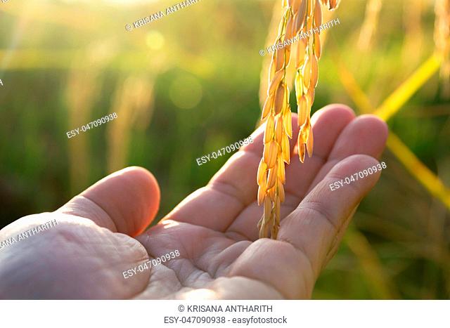 Hand of man touching rice in the rice field in the morning