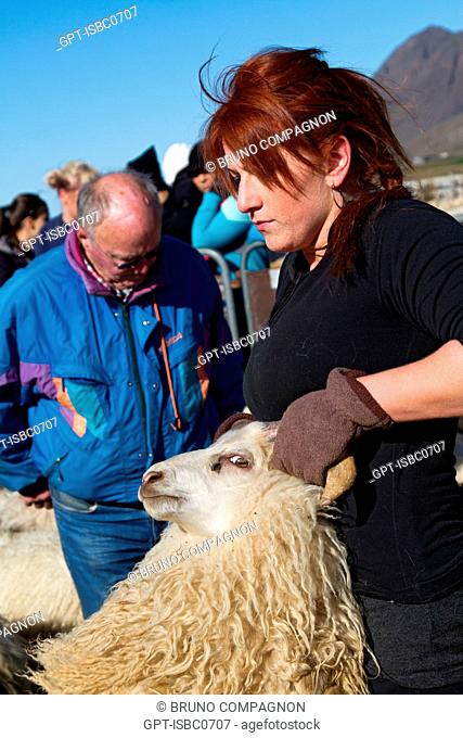 THE BIG ROUND-UP OF HERDS OF SHEEP RETTIR IN ICELANDIC, AN ICELANDIC TRADITION THAT CONSISTS OF BRINGING BACK THE SHEEP THAT HAD BEEN IN MOUNTAIN PASTURE IN...