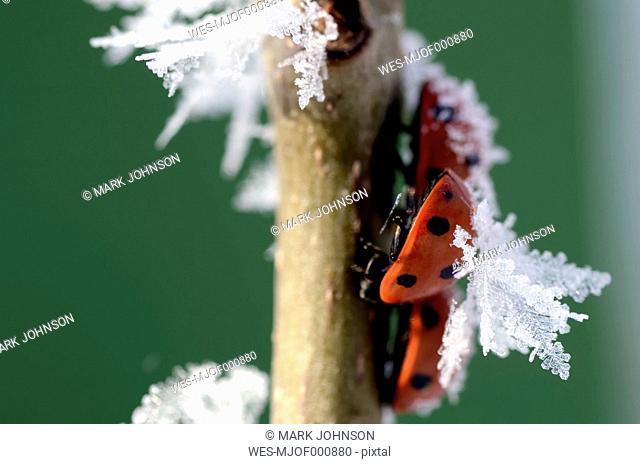 Three seven-spotted ladybirds, Coccinella septempunctata, on a twig with frost
