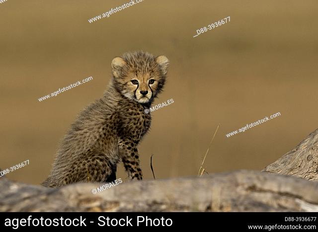 Africa, East Africa, Kenya, Masai Mara National Reserve, National Park, One Young Cheetah (Acinonyx jubatus), on a tree stump