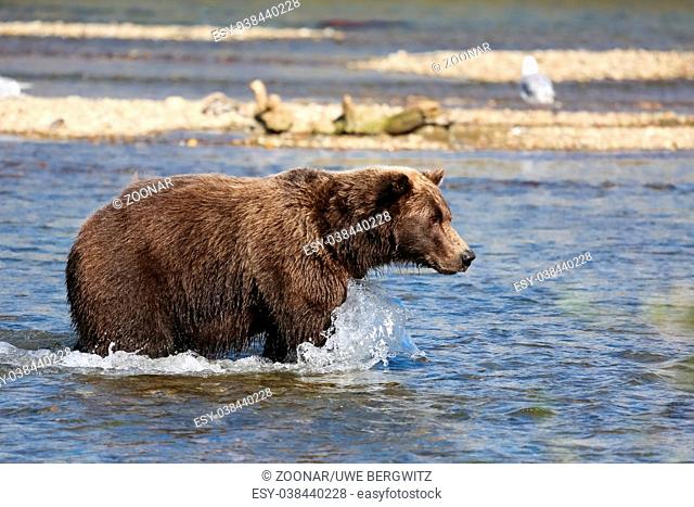 Alaskan brown bear (grizzly bear) fishing for Sockeye salmon, seagulls in the background, Moraine Cr