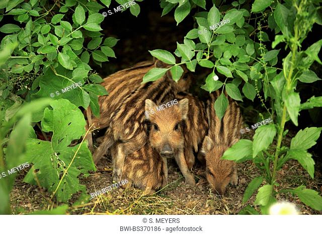 wild boar, pig, wild boar (Sus scrofa), shoats in early summer, Germany, Baden-Wuerttemberg