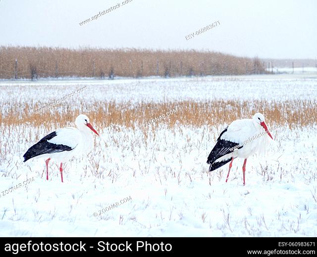 Storcks in th snowstorm in winter