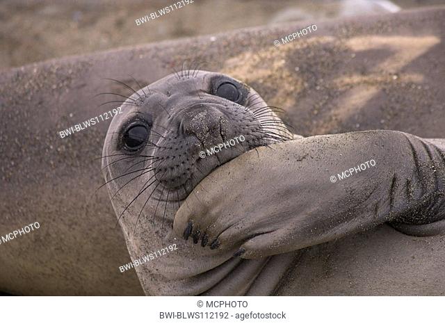 northern elephant seal Mirounga angustirostris, juvenil, scratching, Mexico, Baja California, Islas San Benito