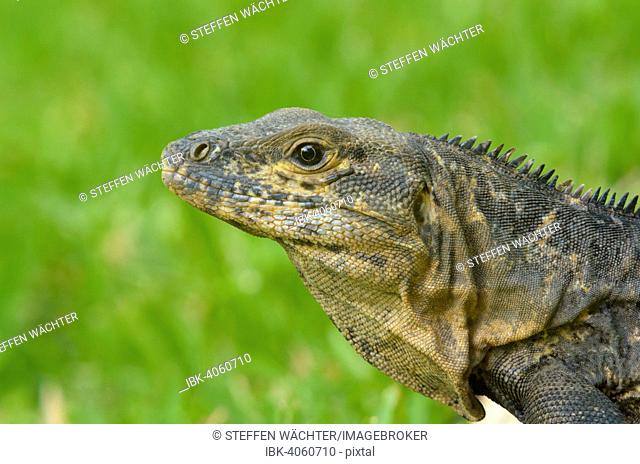 Black Iguana (Ctenosaura similis), Manuel Antonio National Park, Province of Puntarenas Province, Costa Rica