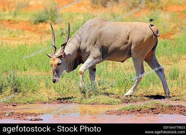 A male eland antelope (Tragelaphus oryx) at a waterhole, Mokala National Park, South Africa