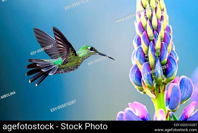 Green-crowned Brilliant Hummingbird with purple tropical flower