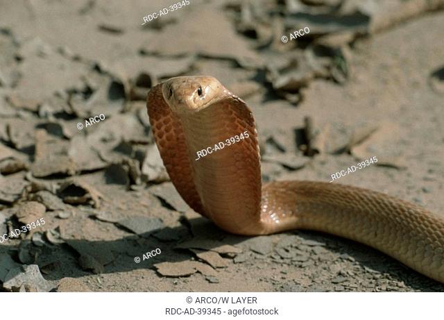 Cape Cobra threat display Kalahari South-Africa Naja nivea