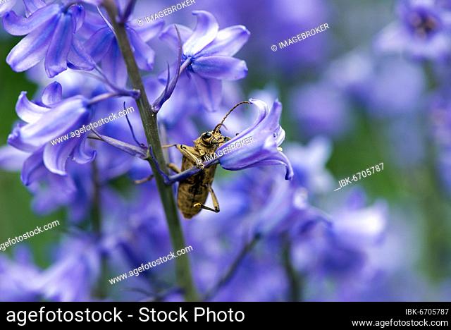 Blackspotted pliers support beetle (Rhagium mordax), Spanish Spanish bluebell (Hyacinthoides hispanica), Mecklenburg-Vorpommern, Germany, Europe