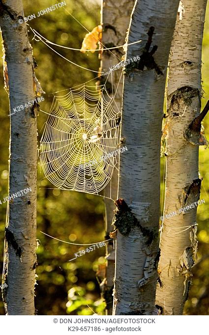 Dewy orb web suspended between white birch tree trunks