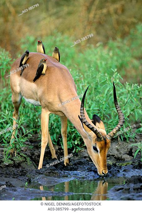 Impala (Aepyceros melampus) with redbilled oxpeckers (Buphagus erythrorhynchus). Kruger National Park, South Africa